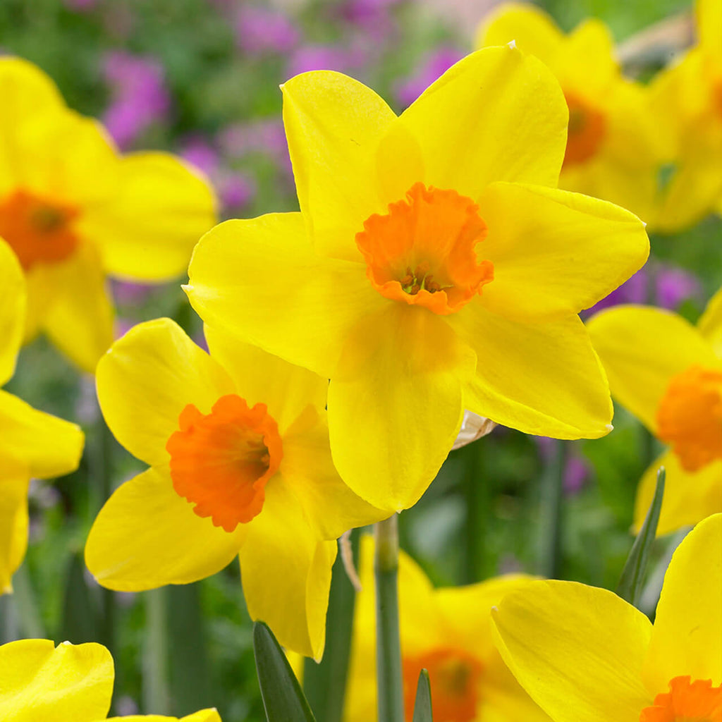 Univalve Yellow Daffodil Seeds - Heirloom Flower Garden Seeds for Growing