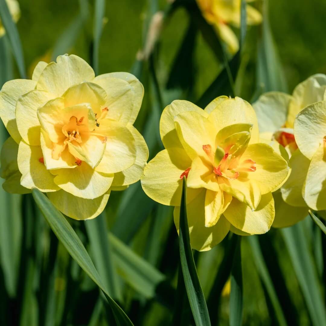 Univalve Yellow Daffodil Seeds - Heirloom Flower Garden Seeds for Growing