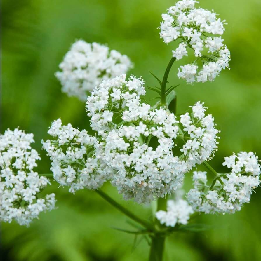 Valerian Seeds - Heirloom Flower Garden Seeds for Growing for Home Gardens