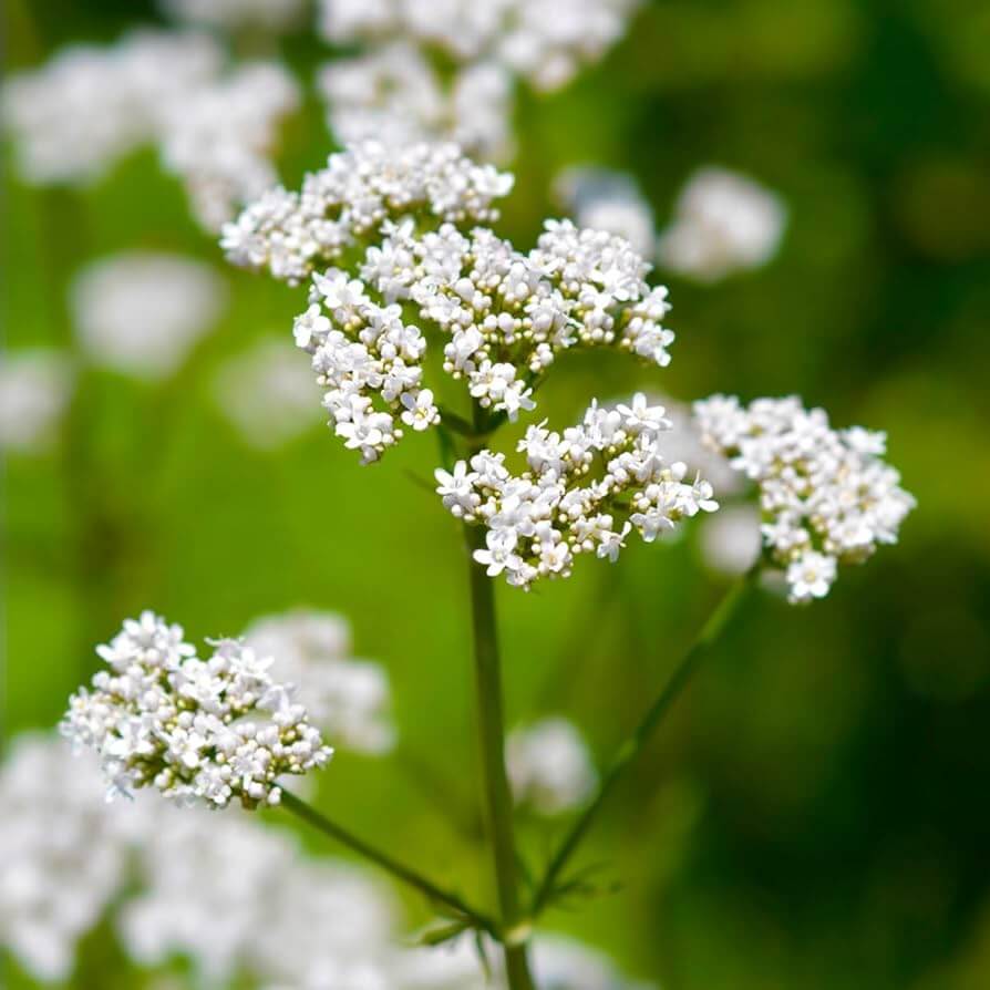Valerian Seeds - Heirloom Flower Garden Seeds for Growing for Home Gardens
