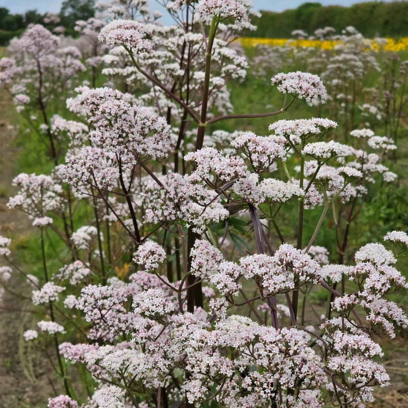 Valerian Seeds - Heirloom Flower Garden Seeds for Growing for Home Gardens