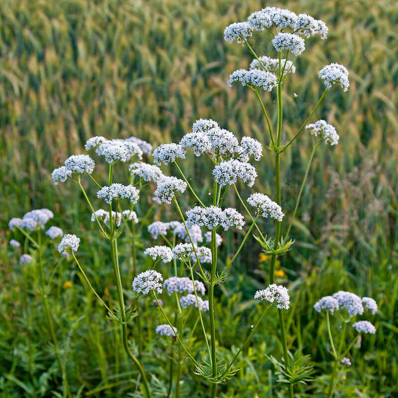 Valerian Seeds - Heirloom Flower Garden Seeds for Growing for Home Gardens