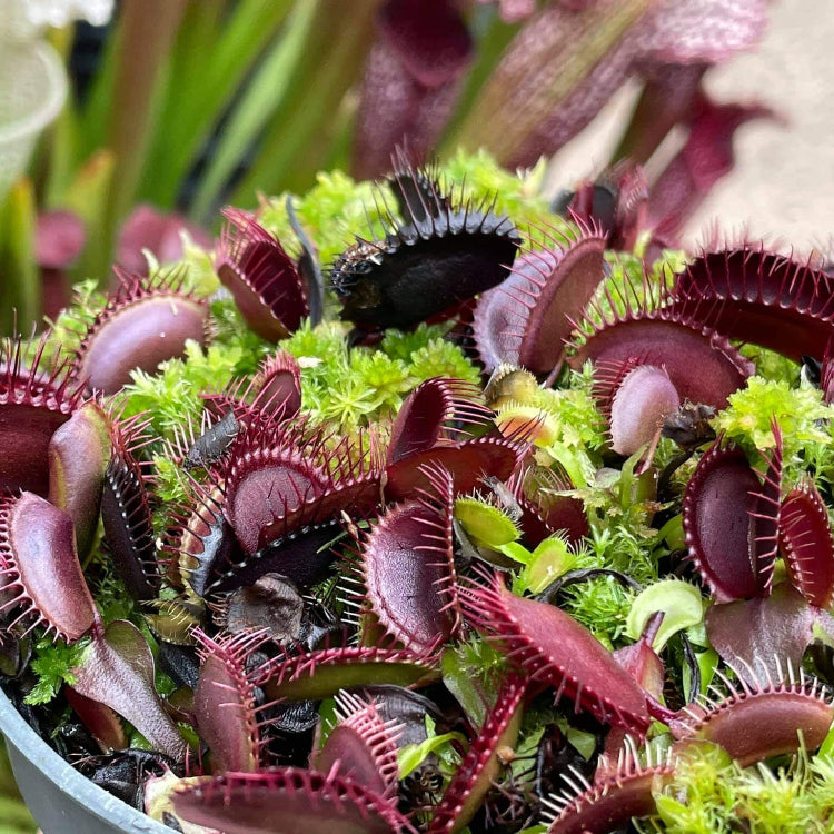 Venus Flytrap Akai Ryu Seeds - Heirloom Flower Garden Seeds for Growing
