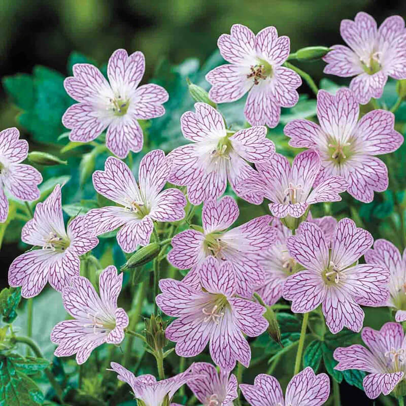 Versicolor Geranium Seeds - Heirloom Flower Garden Seeds for Growing