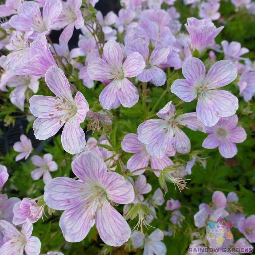 Versicolor Geranium Seeds - Heirloom Flower Garden Seeds for Growing