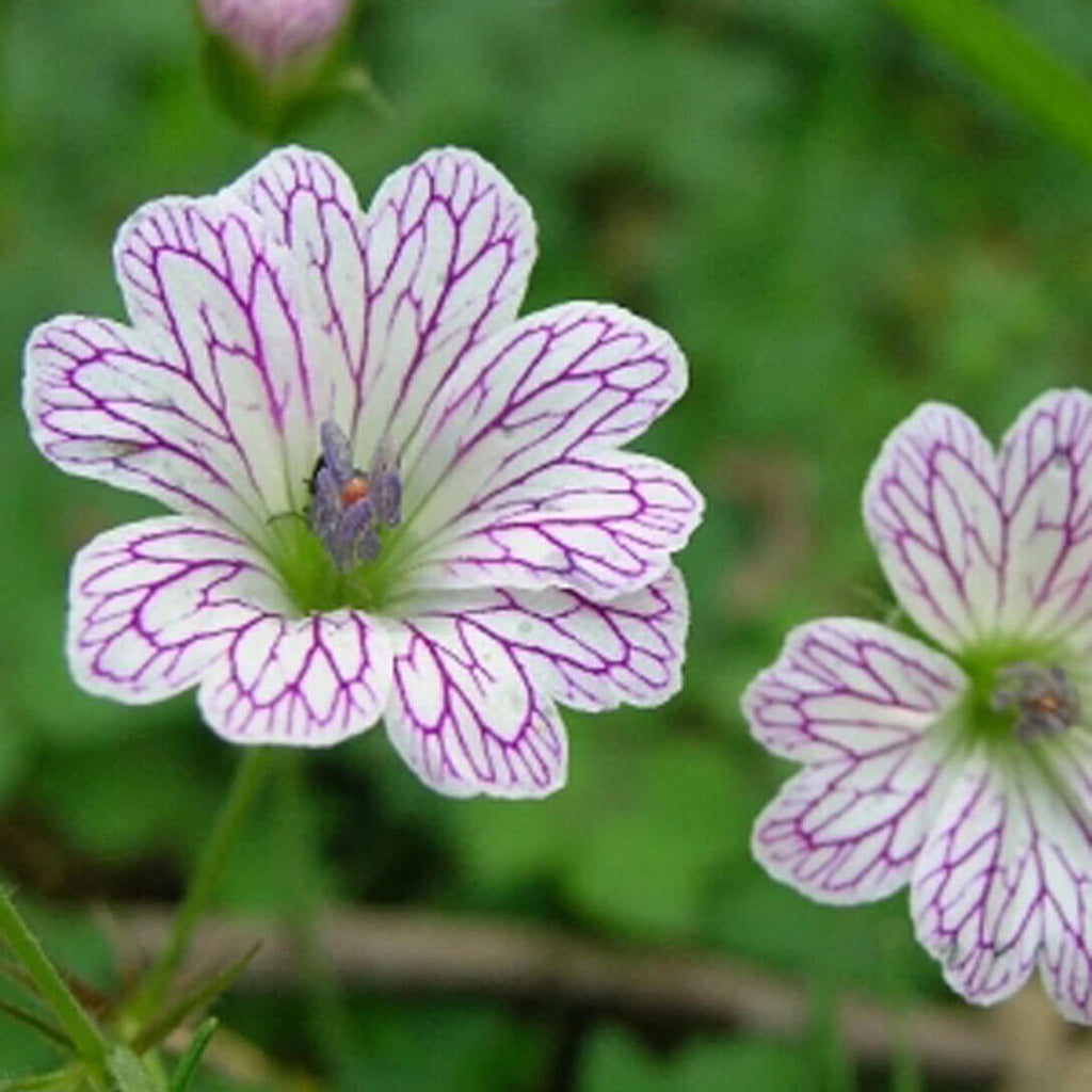 Versicolor Geranium Seeds - Heirloom Flower Garden Seeds for Growing