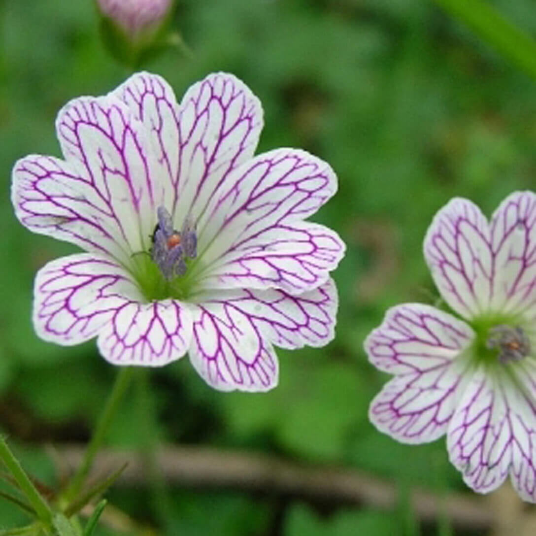 Versicolor Geranium Seeds - Heirloom Flower Garden Seeds for Growing