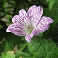 Versicolor Geranium Seeds - Heirloom Flower Garden Seeds for Growing