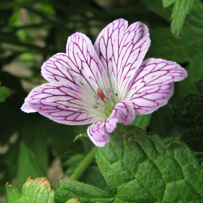 Versicolor Geranium Seeds - Heirloom Flower Garden Seeds for Growing