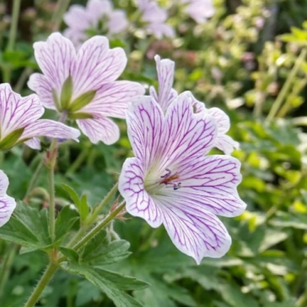 Versicolor Geranium Seeds - Heirloom Flower Garden Seeds for Growing