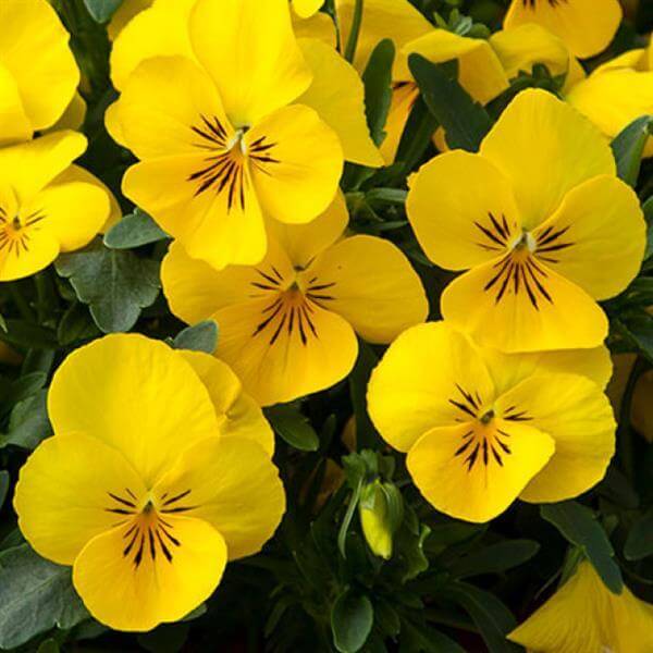Vibrant Heirloom Yellow Pansy Seeds - Heirloom Flower Garden Seeds for Growing