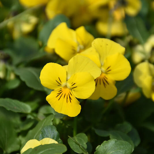 Vibrant Heirloom Yellow Pansy Seeds - Heirloom Flower Garden Seeds for Growing