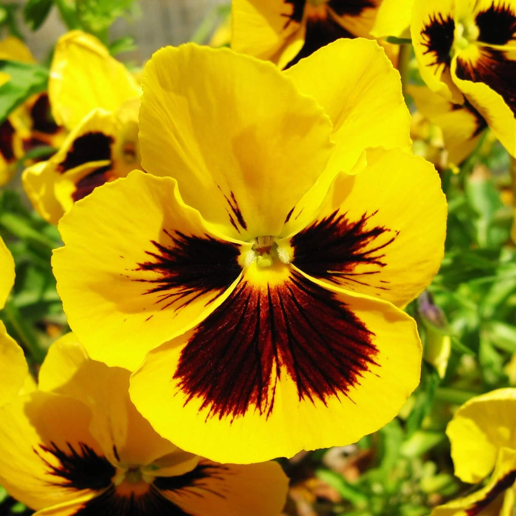 Vibrant Heirloom Yellow Pansy Seeds - Heirloom Flower Garden Seeds for Growing