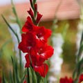 Vibrant Red Gladiolus Seeds - Heirloom Flower Garden Seeds for Growing