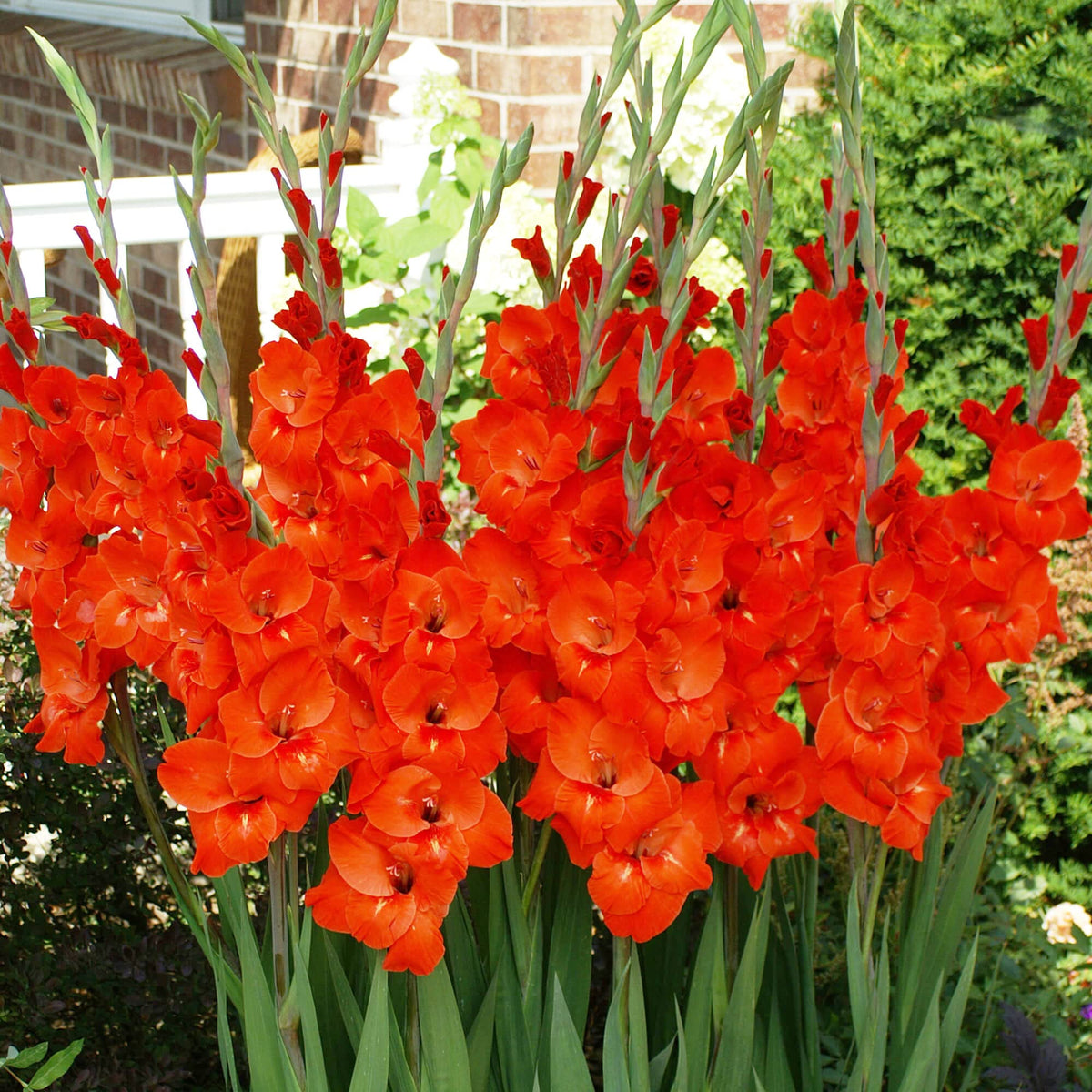 Vibrant Red Gladiolus Seeds - Heirloom Flower Garden Seeds for Growing