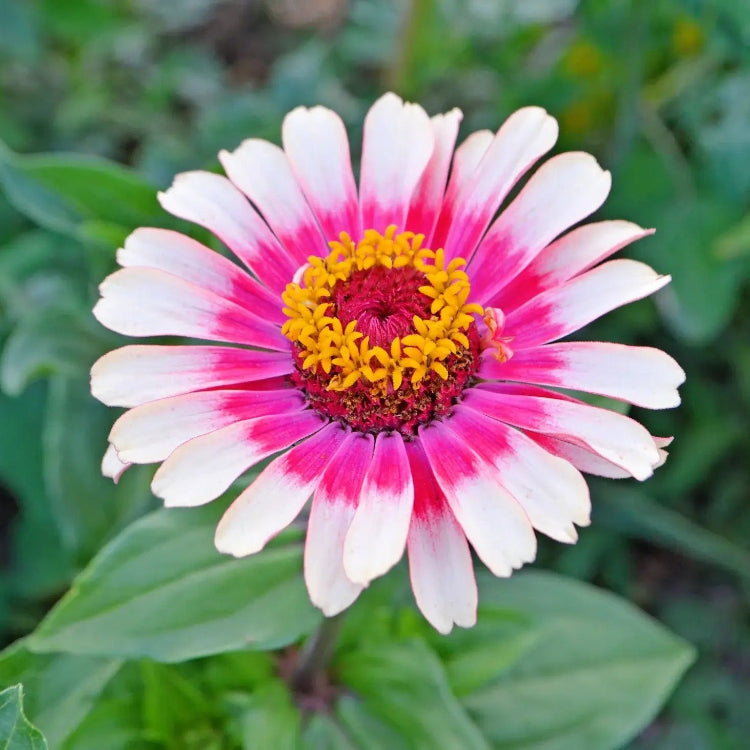 Vibrant White Pink Zinnia Seeds - Heirloom Flower Garden Seeds for Growing