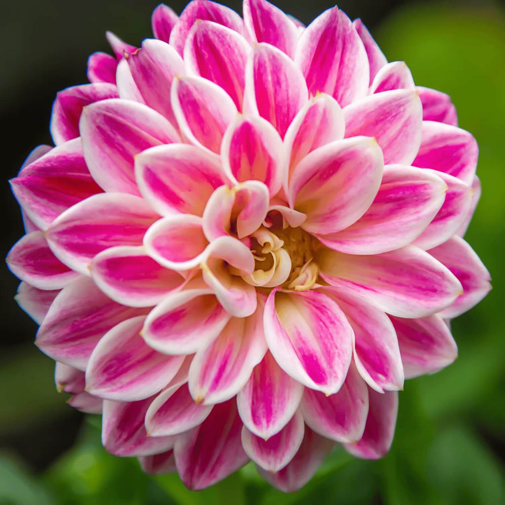 Vibrant White Pink Zinnia Seeds - Heirloom Flower Garden Seeds for Growing