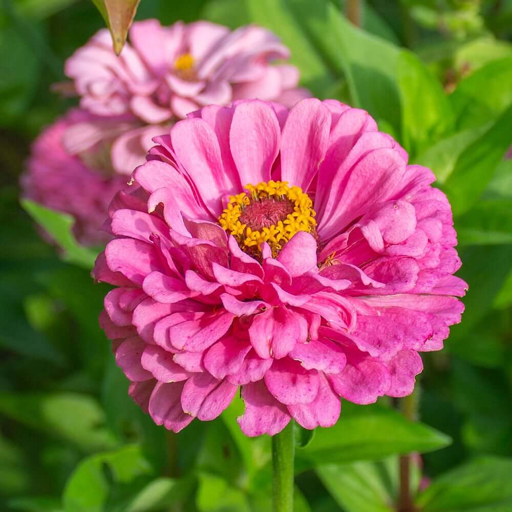 Vibrant White Pink Zinnia Seeds - Heirloom Flower Garden Seeds for Growing