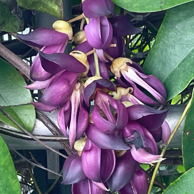 Vigorous Mucuna Sempervirens Seeds - Heirloom Flower Garden Seeds for Growing