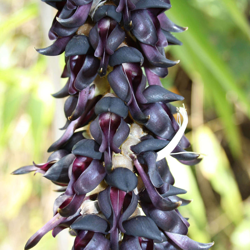 Vigorous Mucuna Sempervirens Seeds - Heirloom Flower Garden Seeds for Growing