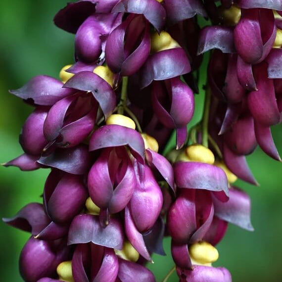 Vigorous Mucuna Sempervirens Seeds - Heirloom Flower Garden Seeds for Growing
