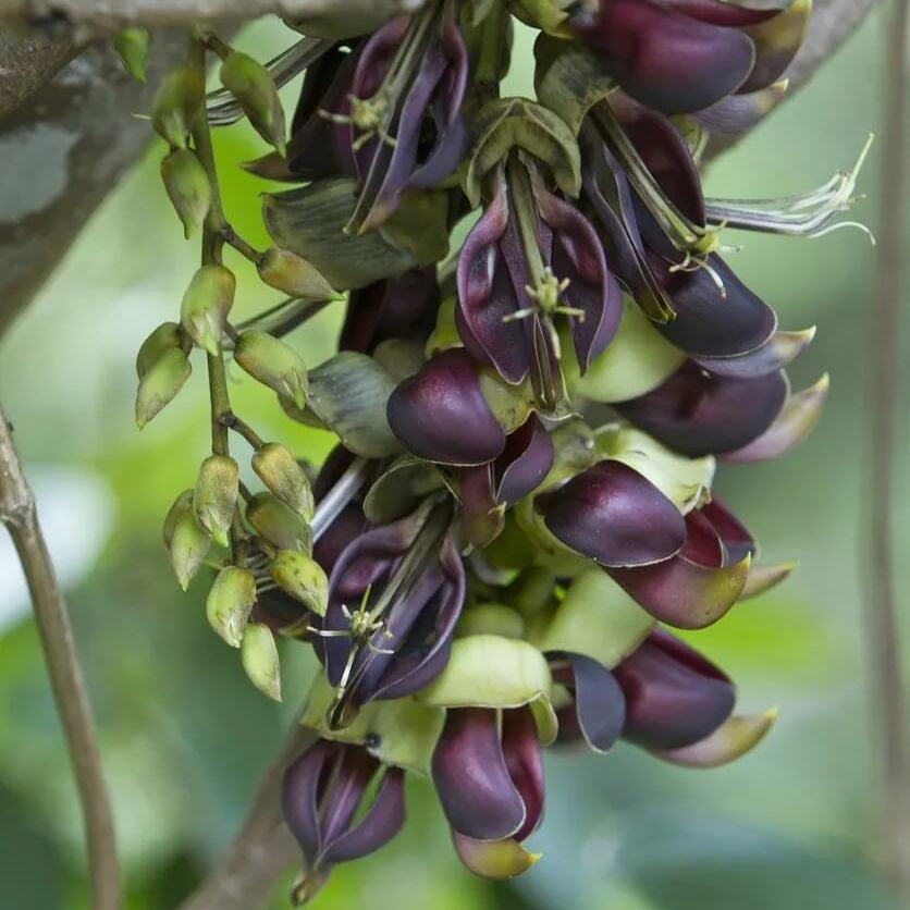 Vigorous Mucuna Sempervirens Seeds - Heirloom Flower Garden Seeds for Growing