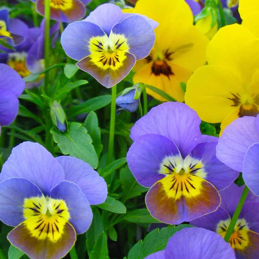 Viola Cornuta Pansy Seeds - Heirloom Flower Garden Seeds for Growing