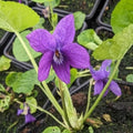 Viola Odorata Seeds for Planting