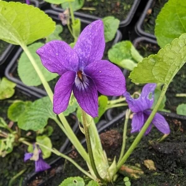 Viola Odorata Seeds for Planting