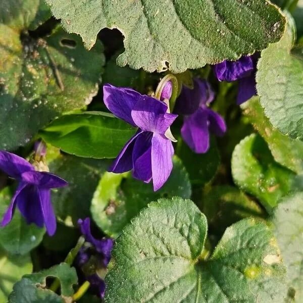 Viola Odorata Seeds for Planting