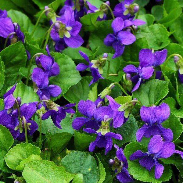 Viola Odorata Seeds for Planting