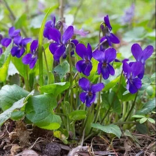 Viola Odorata Seeds for Planting