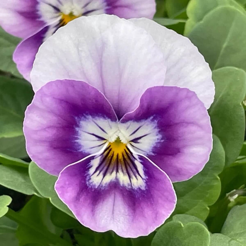 Viola Pansy Seeds - Heirloom Flower Garden Seeds for Growing
