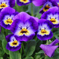 Viola Pansy Seeds - Heirloom Flower Garden Seeds for Growing