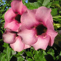 Violacea Allamanda Seeds - Heirloom Flower Garden Seeds for Growing