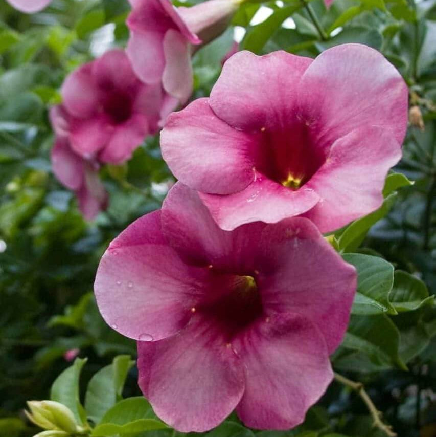 Violacea Allamanda Seeds - Heirloom Flower Garden Seeds for Growing