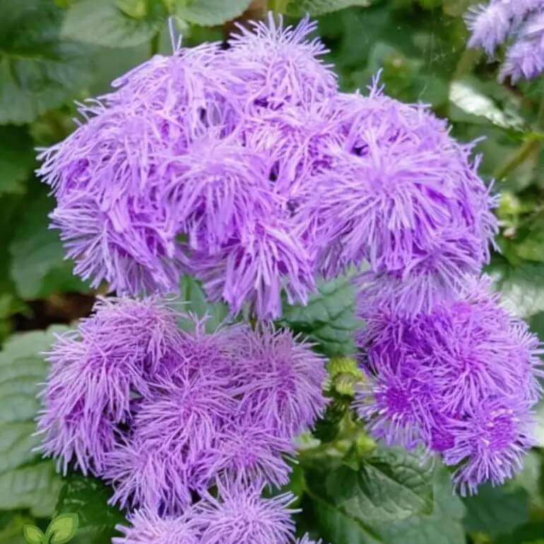 Violet Ageratum Seeds - Heirloom Flower Garden Seeds for Growing