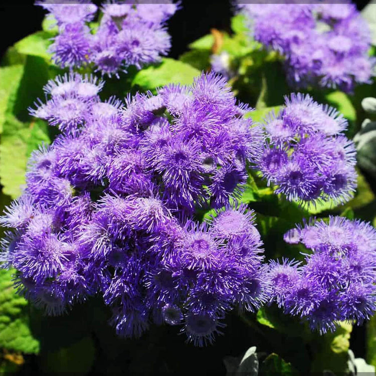 Violet Ageratum Seeds - Heirloom Flower Garden Seeds for Growing
