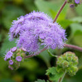 Violet Ageratum Seeds - Heirloom Flower Garden Seeds for Growing