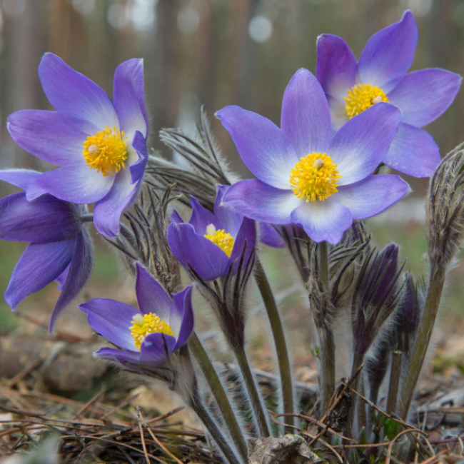 Violet Anemone Seeds - Heirloom Flower Garden Seeds for Growing