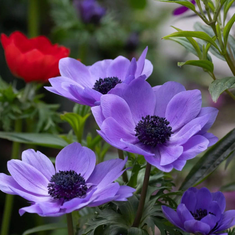 Violet Anemone Seeds - Heirloom Flower Garden Seeds for Growing