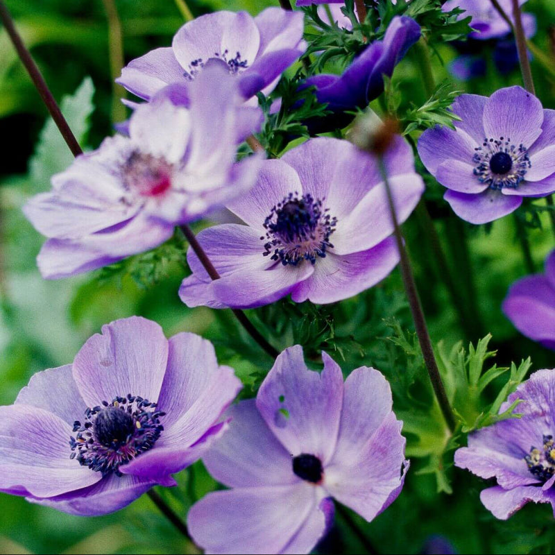 Violet Anemone Seeds - Heirloom Flower Garden Seeds for Growing