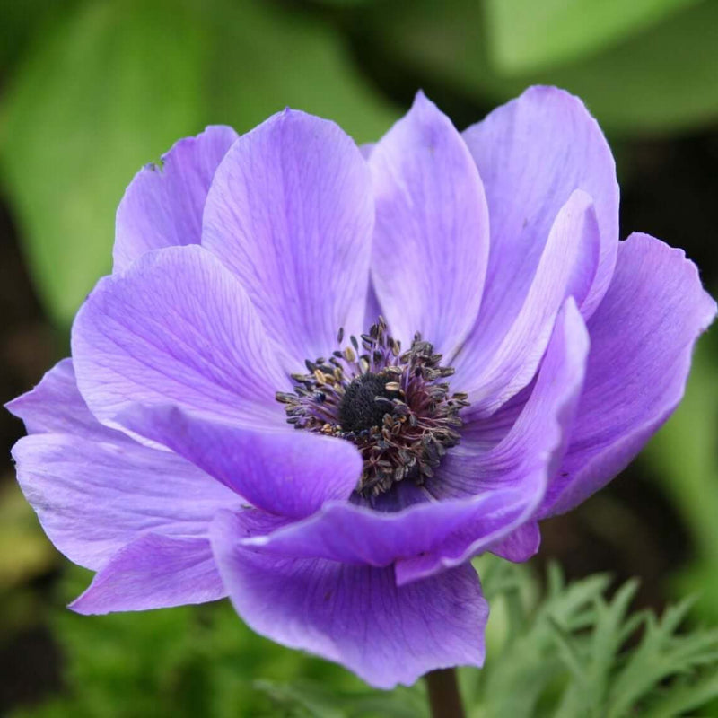 Violet Anemone Seeds - Heirloom Flower Garden Seeds for Growing