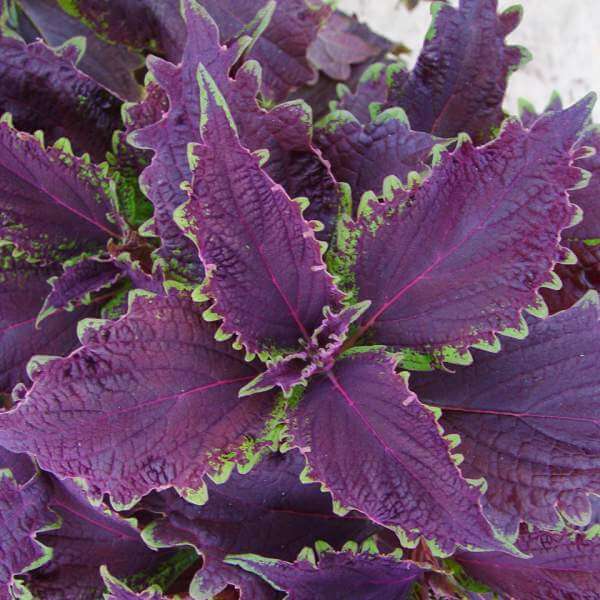 Violet Coleus Seeds - Heirloom Flower Garden Seeds for Growing