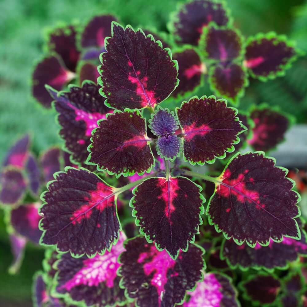 Violet Coleus Seeds - Heirloom Flower Garden Seeds for Growing
