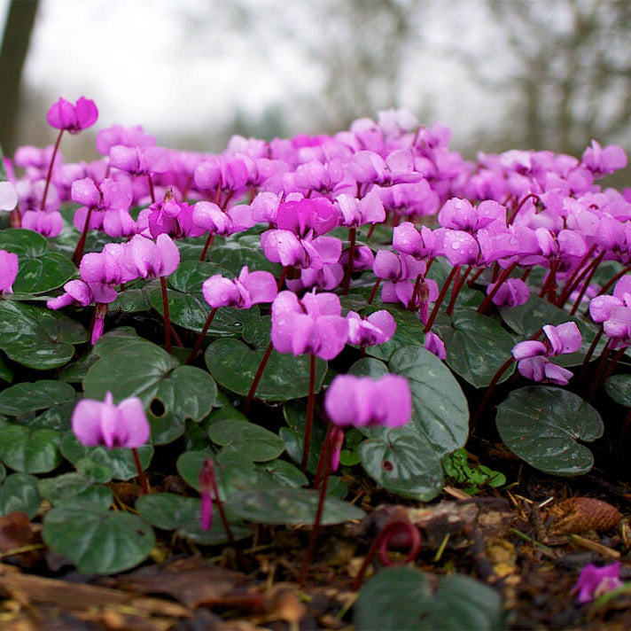 Violet Cyclamen Seeds - Heirloom Flower Garden Seeds for Growing