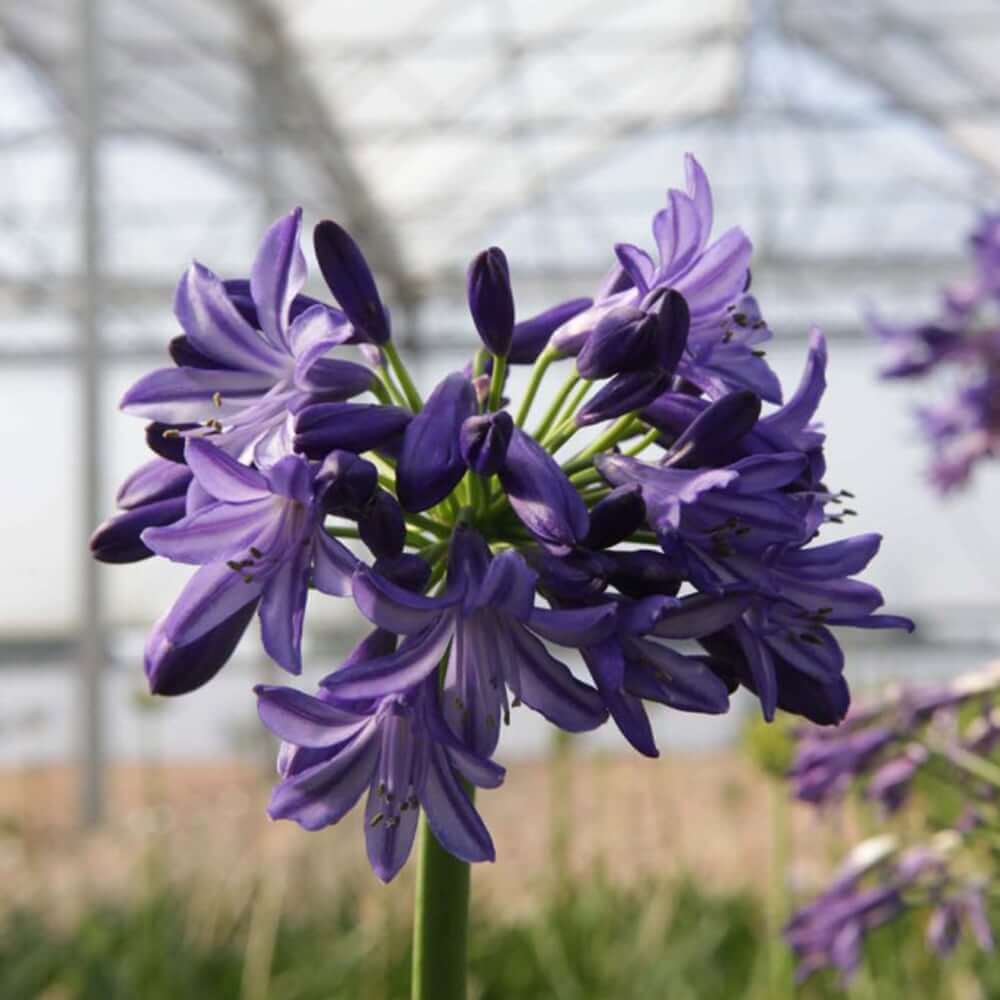 Violet Hardy Agapanthus Seeds - Heirloom Flower Garden Seeds for Growing