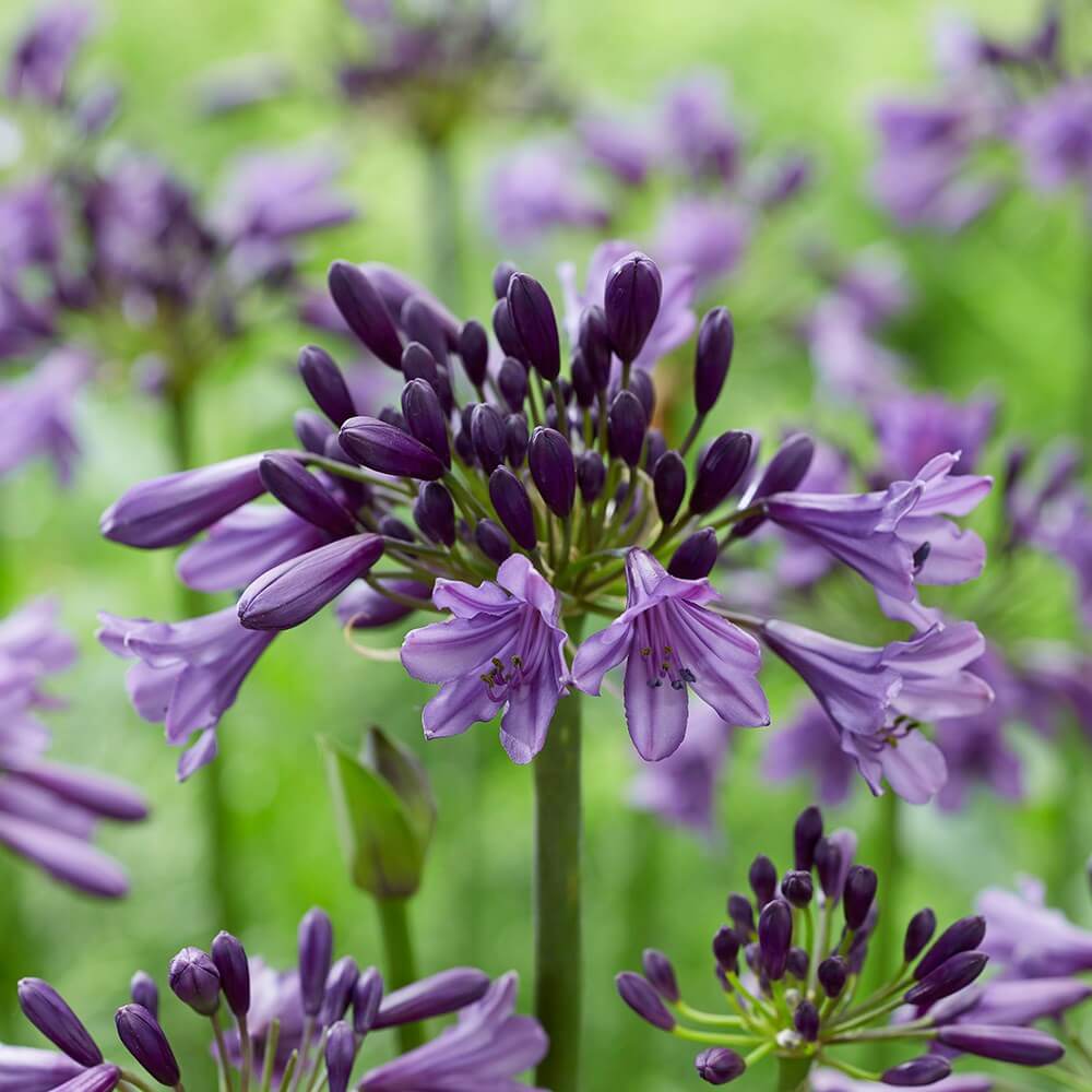 Violet Hardy Agapanthus Seeds - Heirloom Flower Garden Seeds for Growing