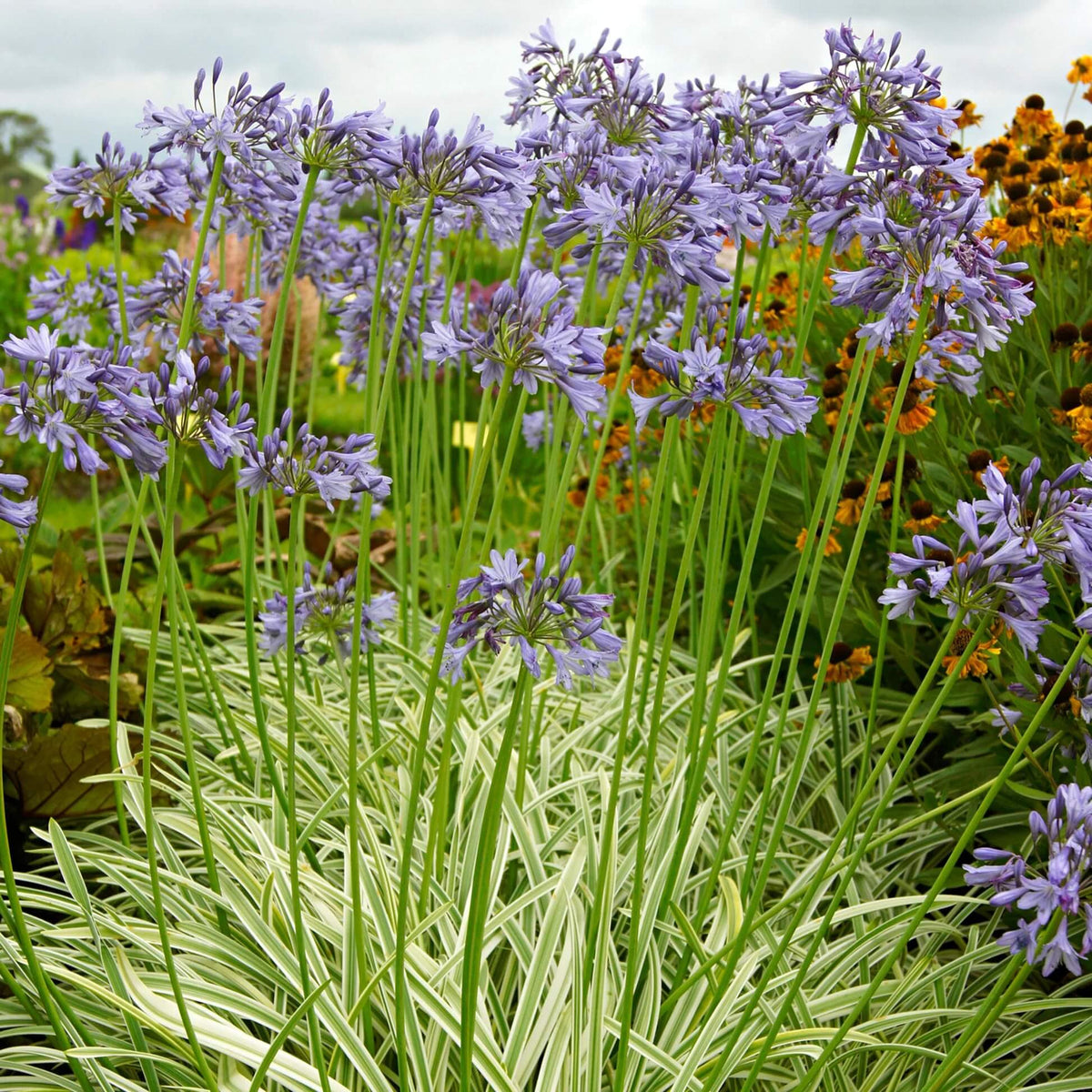 Violet Hardy Mixed Agapanthus Seeds - Heirloom Flower Garden Seeds for Growing