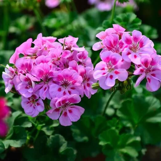 Violet Pink Geranium Seeds - Heirloom Flower Garden Seeds for Growing
